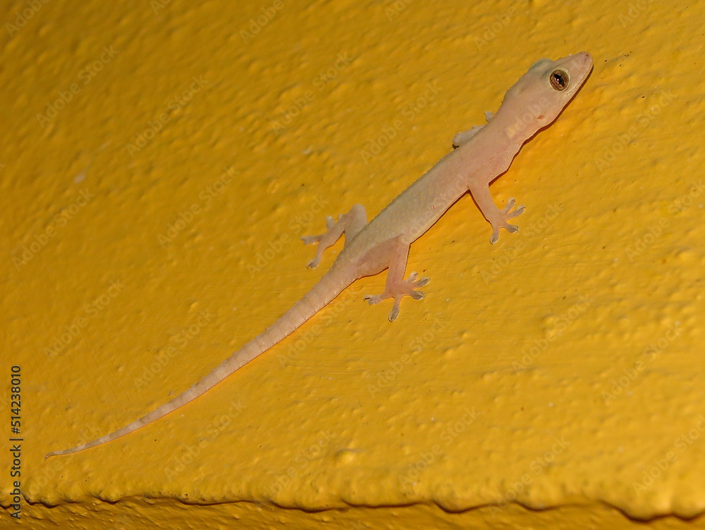 Fototapeta premium Geko
