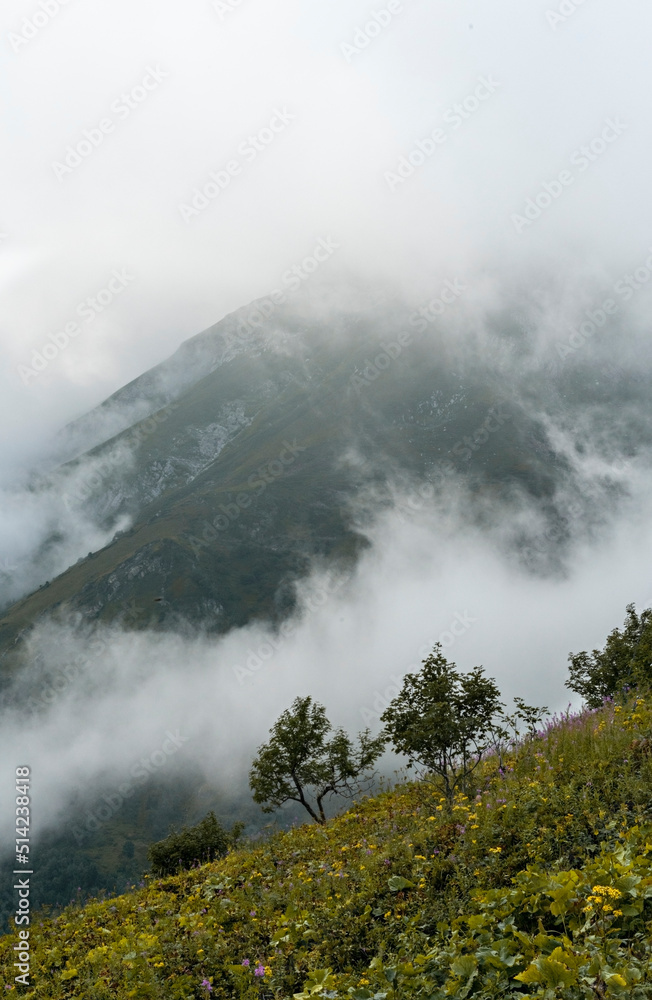 vertical mountain landscape in the clouds with trees in the foreground and green plants natural background beauty in nature selective focus