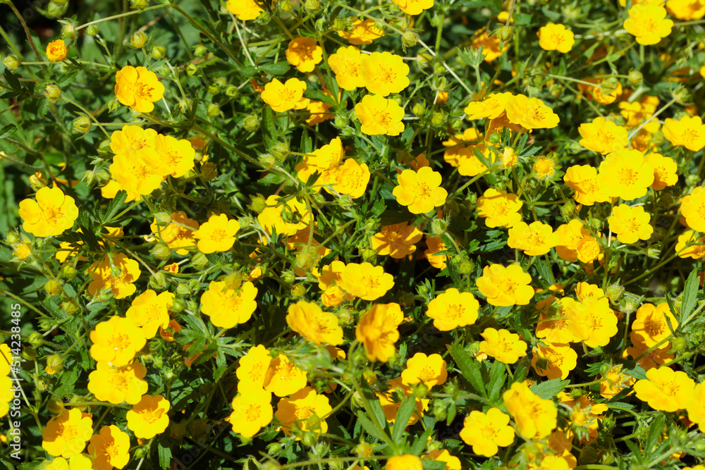 Nature summer background with flowers Nature summer background with flowers