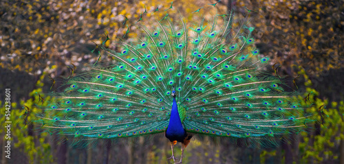 walking blue peacock with a loose tail in the background of the park