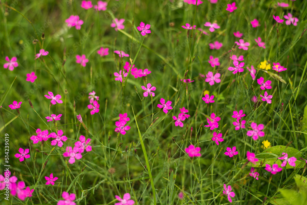 Pink flowers on mountain meadow