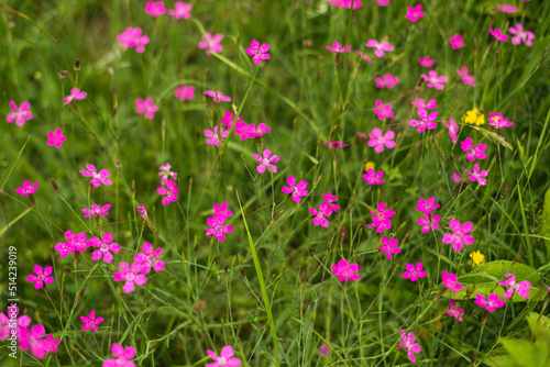 Pink flowers on mountain meadow