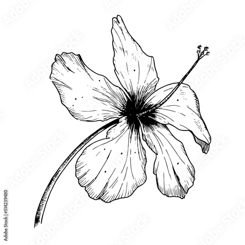 Vector Hibiscus Flower. Hand drawn Sketch. Black Outline for logo or print. Floral illustration of blooming hawaiian mallow