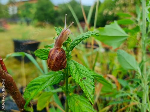 Close up of snail in garden