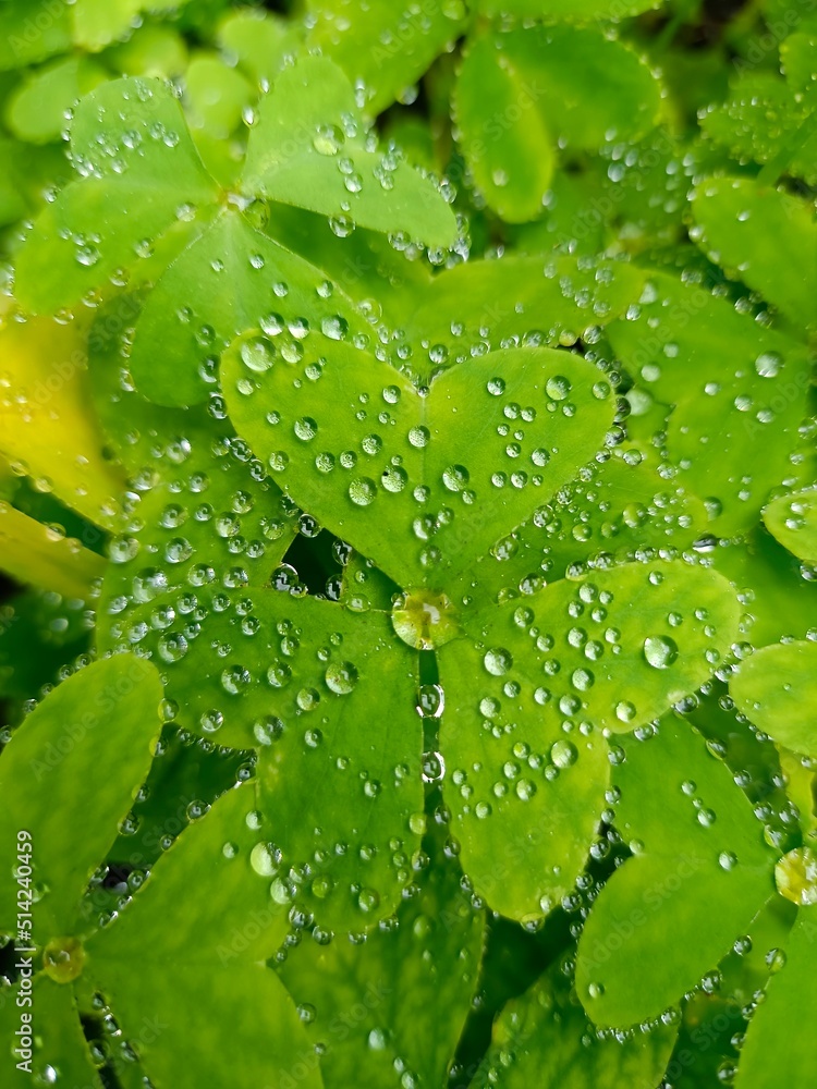 leaf with drops leaf with drops