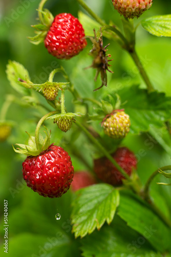 Macro photo of wild strawberry