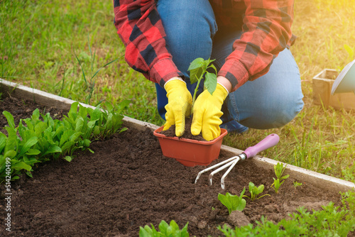 Fototapeta Naklejka Na Ścianę i Meble -  Hand of gardener seedling young vegetable plant in the fertile soil. Woman's hands in yellow gloves and red shirt is gardening. Female farmer planting peppers in the ground. Organic Cultivation