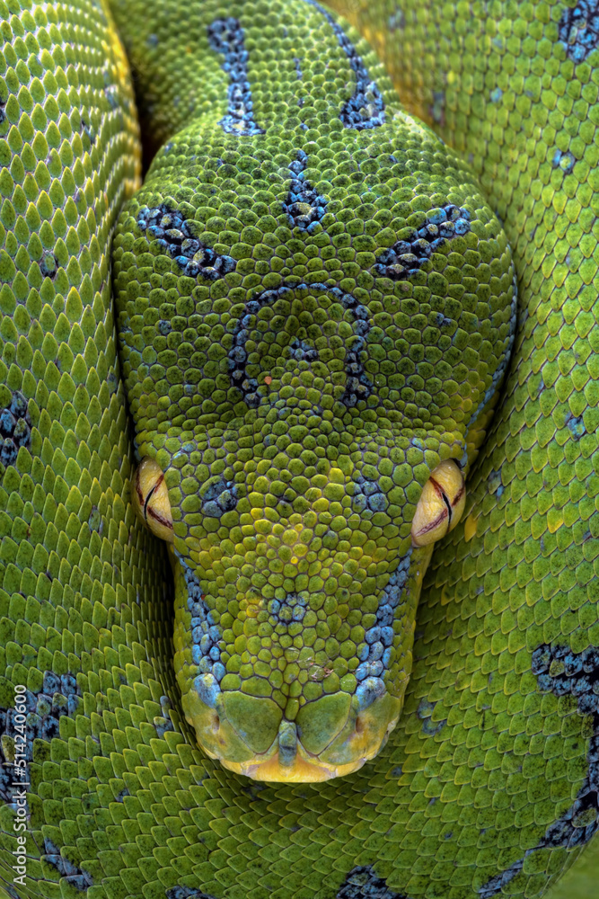 Very closeup of head Green Tree Python (Morelia viridis). Green tree ...