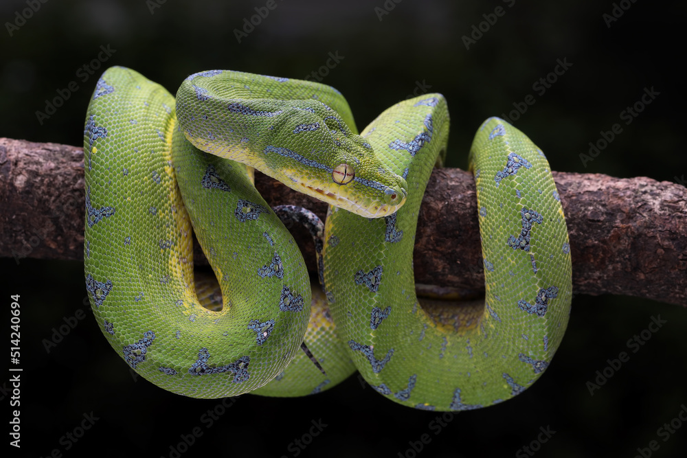 Green Tree Python (Morelia viridis) on tree branch. Green tree pythons ...