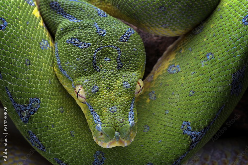 Closeup head of Green Tree Python (Morelia viridis). Green tree pythons ...