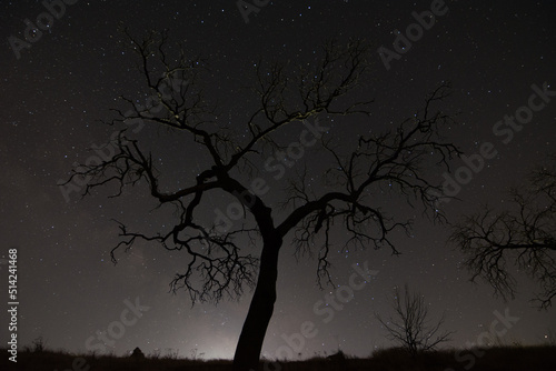 sequia, naturaleza muerta, árbol muerto, seco © Claudio