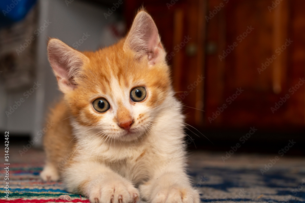 cute kitten looking at camera, soft focus photography