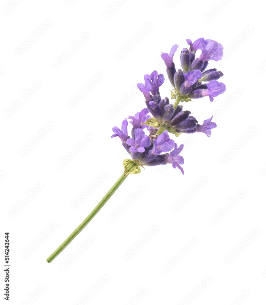 Lavendel Lavendel