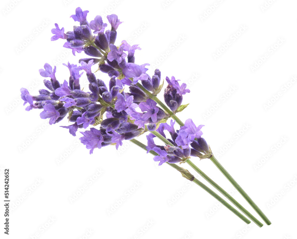 Obraz premium Lavendel