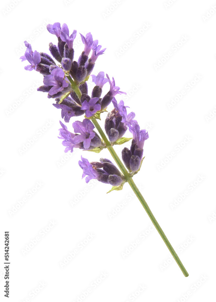 Obraz premium Lavendel