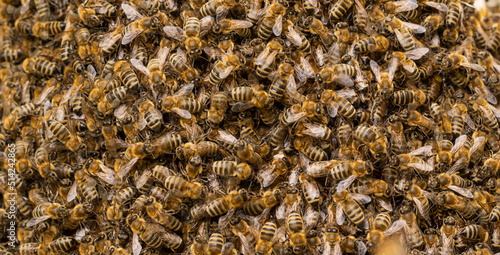 Full frame of thousands of bees