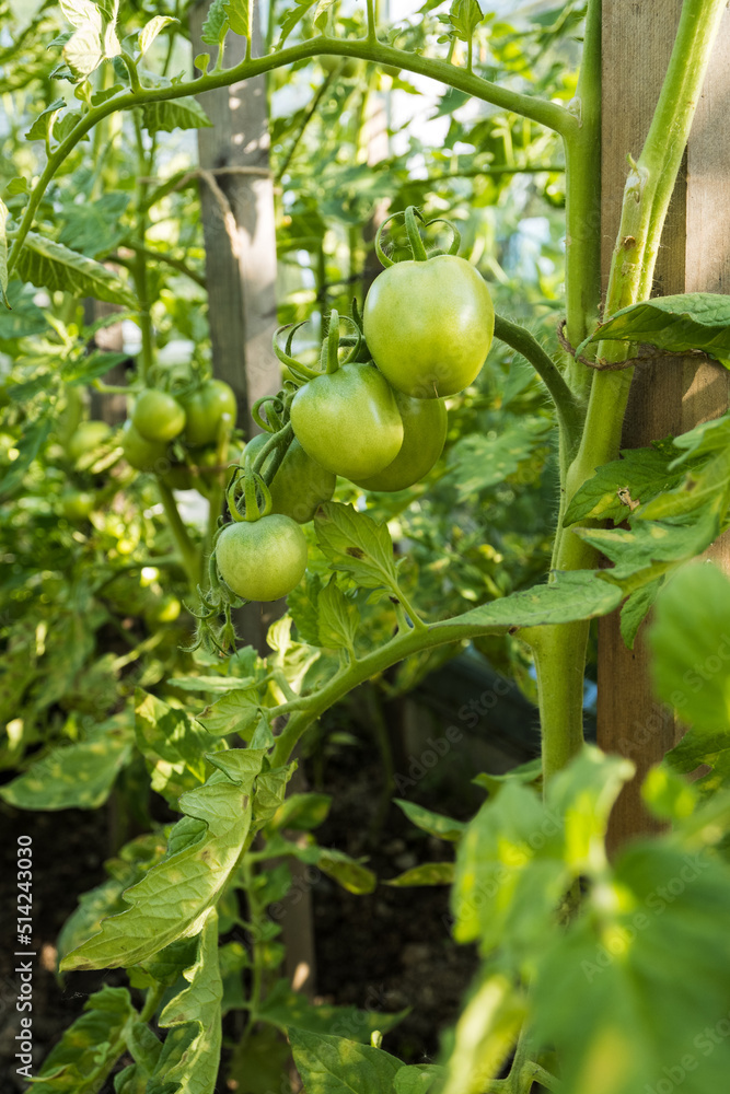 Green fruits of tomato on the plant.