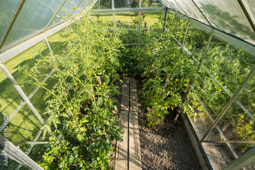 View of a greenhouse with tomatoes.