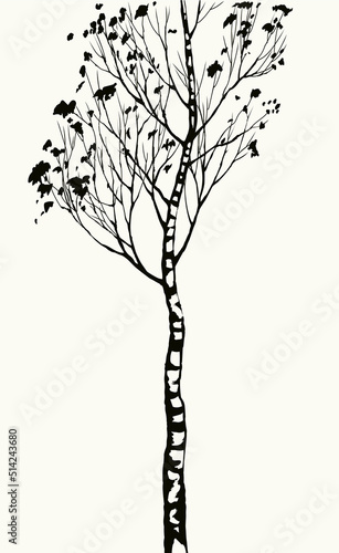 Birch. Vector drawing black pattern