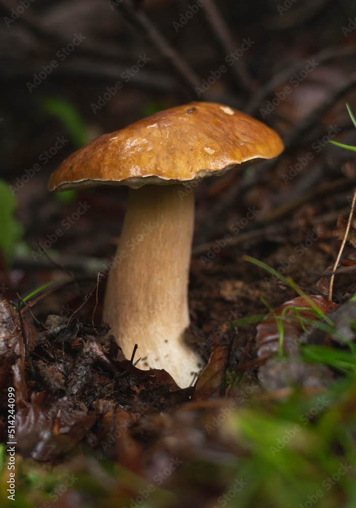 Penny bun (Boletus Edulis) mushroom in forest Penny bun (Boletus Edulis) mushroom in forest