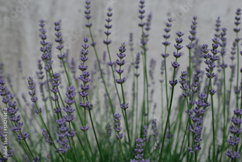 lavender in the field © YAROVA