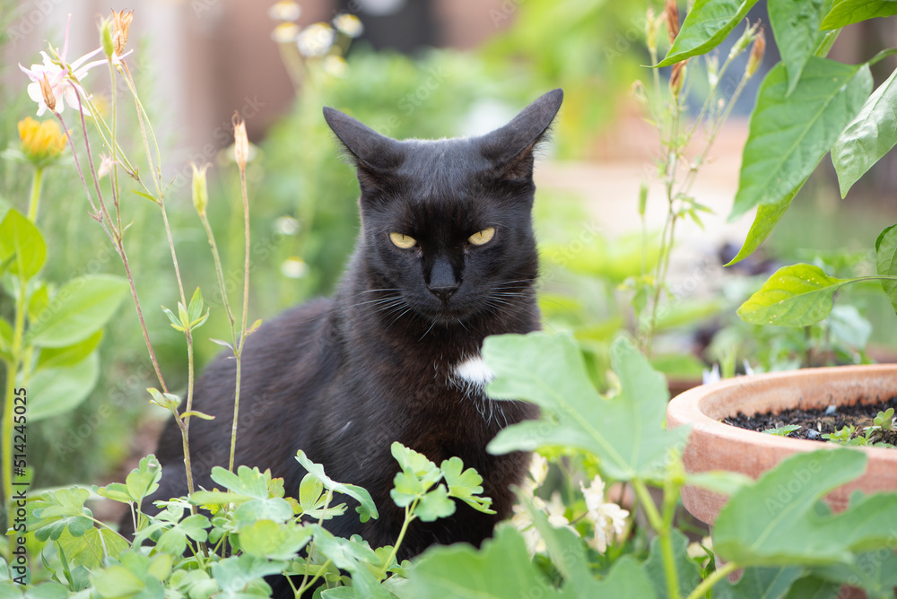 Black cat in the garden.