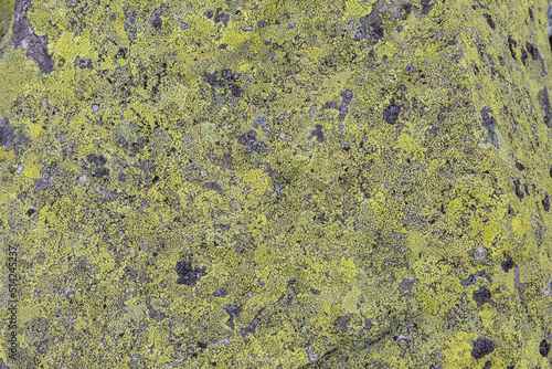 A yellow Moss and lichen, fungus on the stones in the mountains. Grey and yellow abstract stone texture background