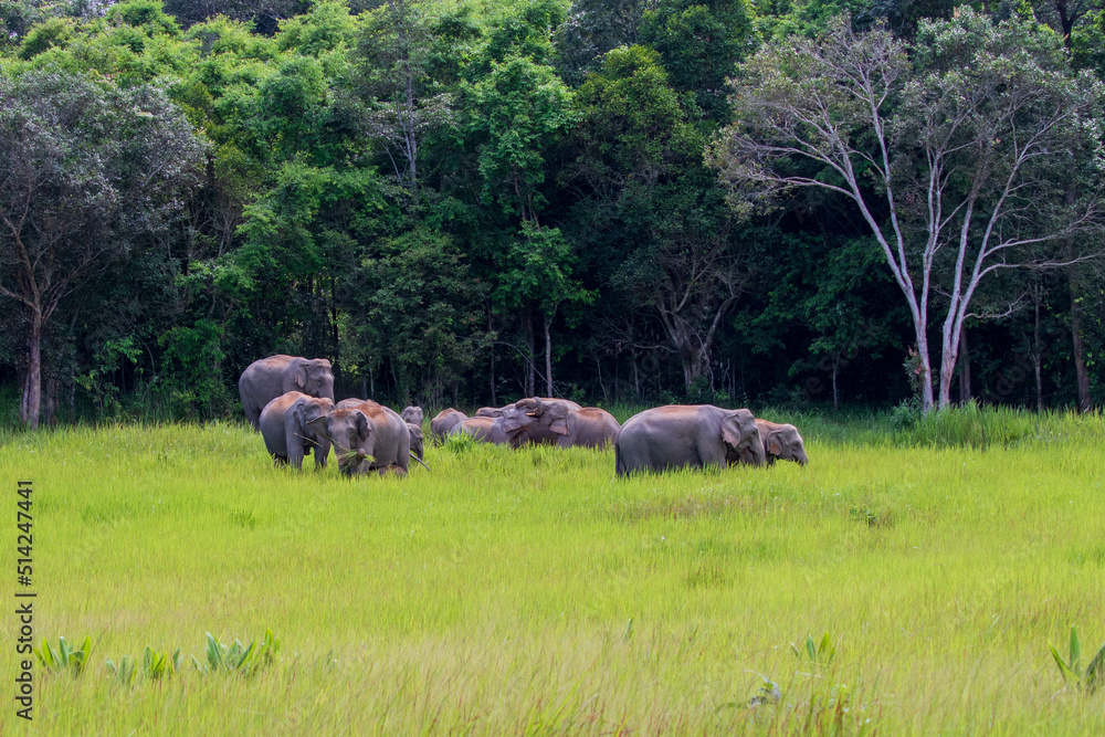 Fototapeta premium characteristics of elephants