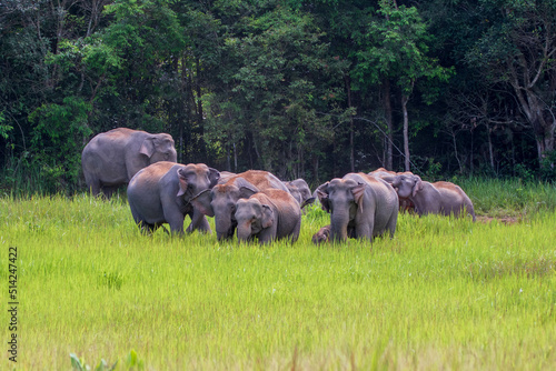 Photography characteristics of elephants