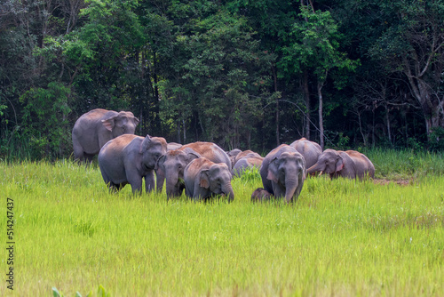 Photography characteristics of elephants