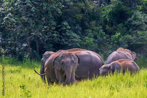 Photography characteristics of elephants