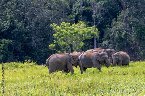 Photography characteristics of elephants