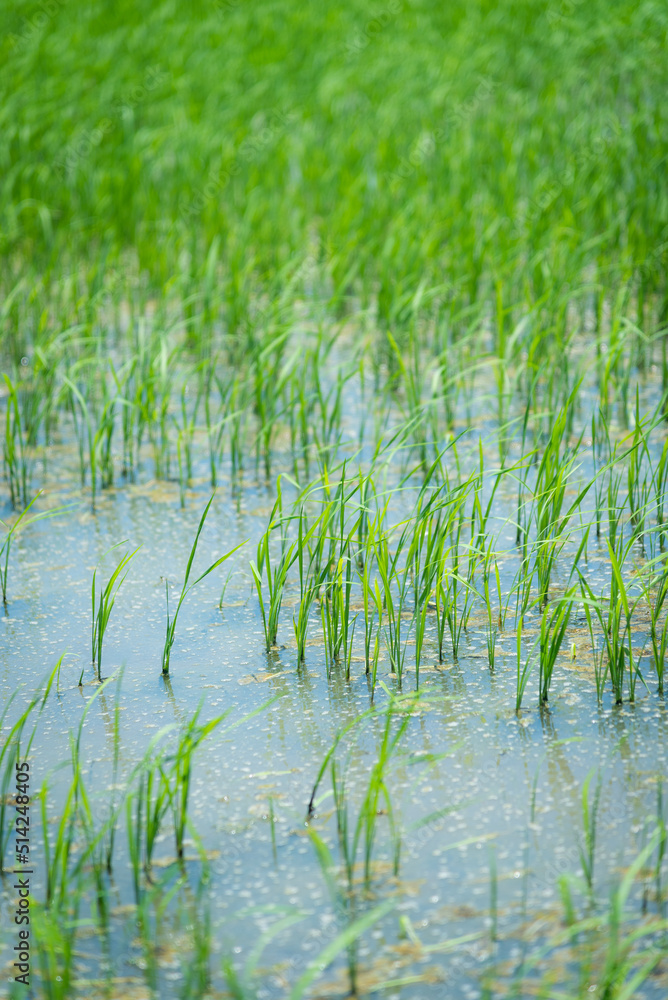 Close up rice field plant Close up rice field plant