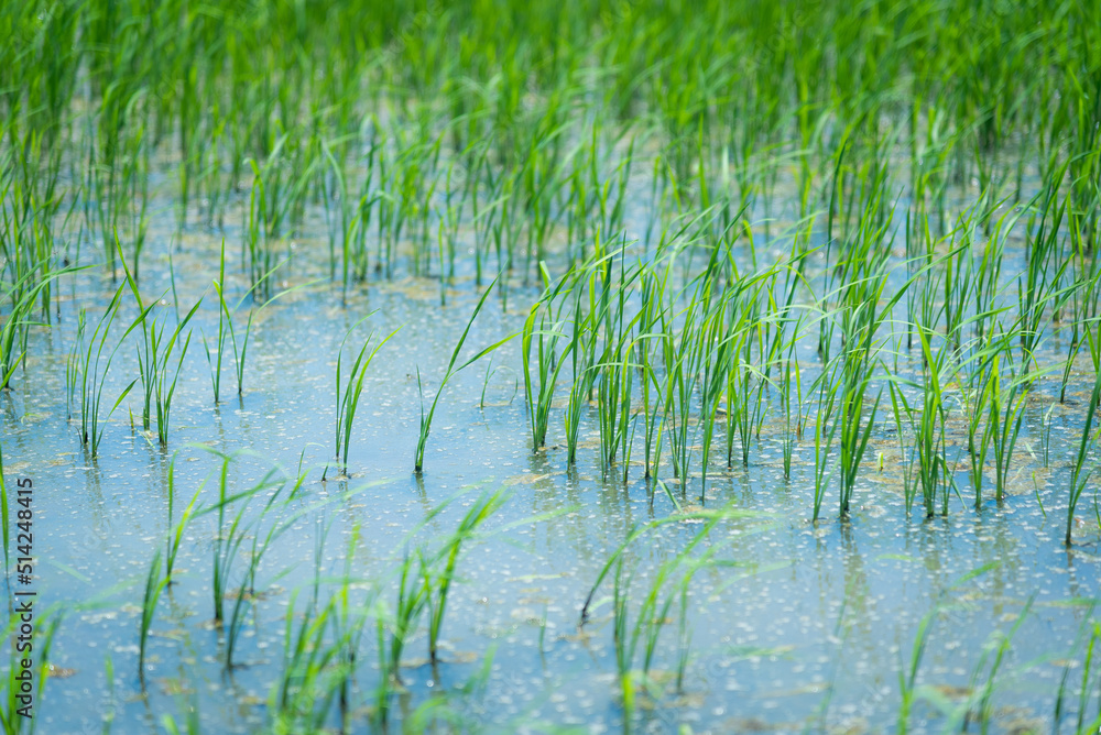 Close up rice sprouts growing field Close up rice sprouts growing field