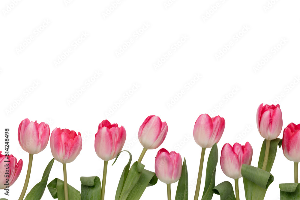 Fototapeta premium Lilac tulip flowers on white background.