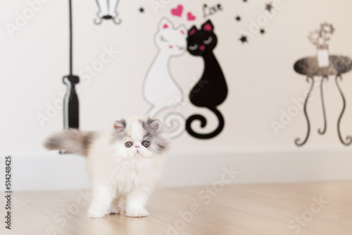 persian kitten  funny pets
