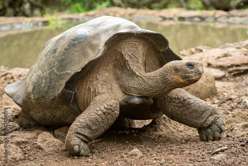 large giant tortoises, with their enormous size native and unique to the galapagos islands in freedom among the rocks and wild vegetation