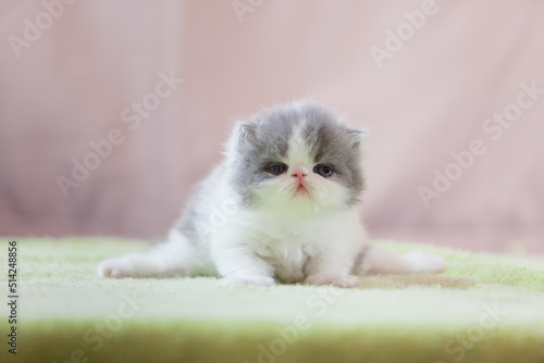 persian kitten  funny pets