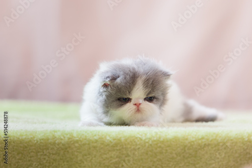persian kitten  funny pets