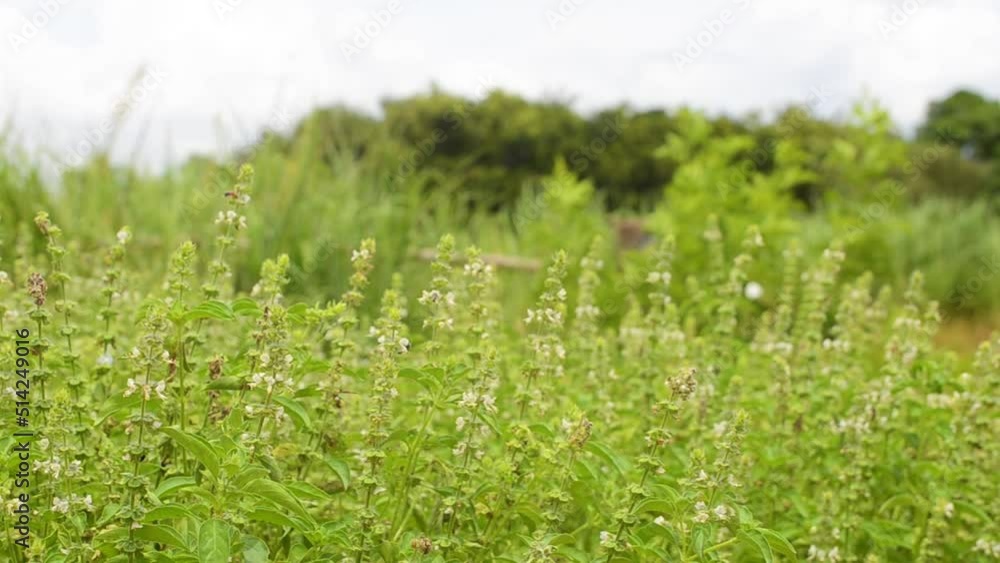 green grass in the wind green grass in the wind