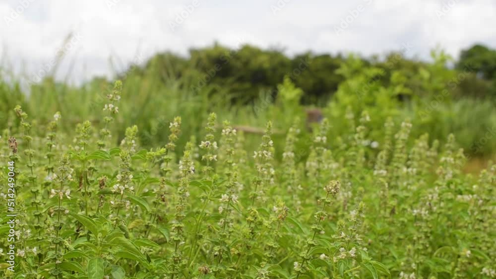 green grass in the wind green grass in the wind
