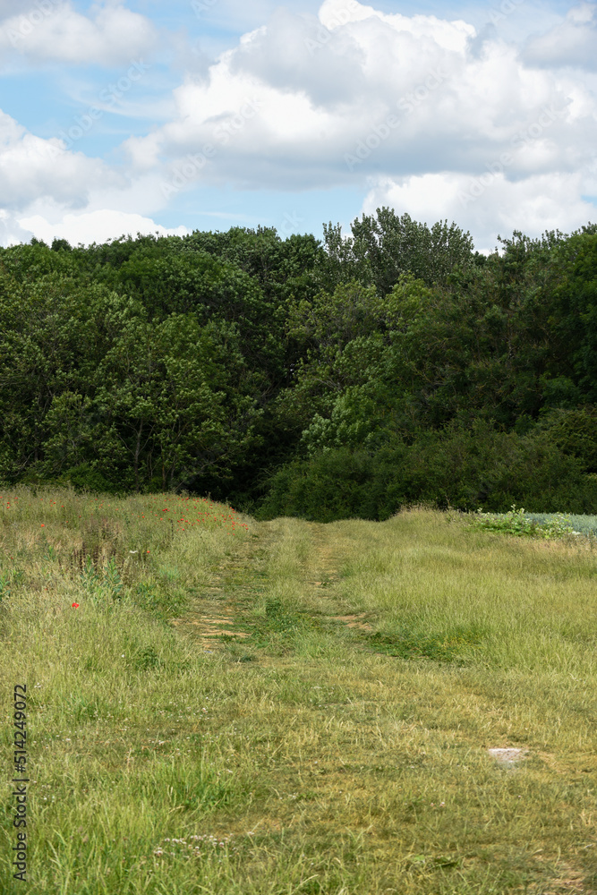 Dirt track through a walking route in the countryside with long grass and a woods