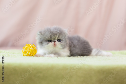 persian kitten  funny pets