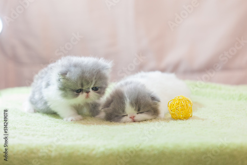 persian kitten  funny pets
