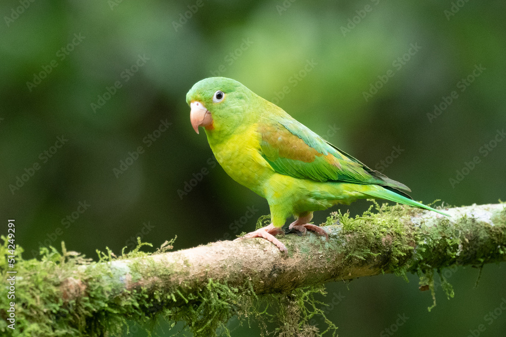The orange-chinned parakeet (Brotogeris jugularis), also known as the Tovi parakeet, is a small mainly green parrot of the genus Brotogeris. It is found in Central America. The orange-chinned parakeet (Brotogeris jugularis), also known as the Tovi parakeet, is a small mainly green parrot of the genus Brotogeris. It is found in Central America.