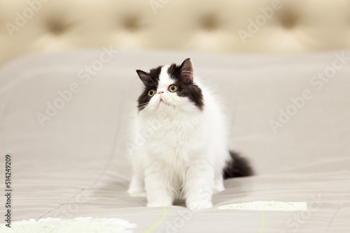 persian kitten  funny pets