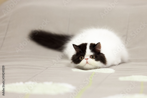 persian kitten  funny pets