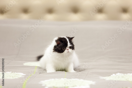 persian kitten  funny pets