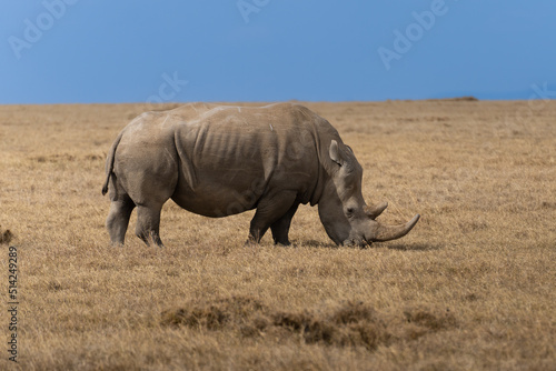 White Rhinoceros Ceratotherium simum Square-lipped Rhinoceros at Khama Rhino Sanctuary Kenya Africa. © vaclav