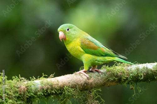 The orange-chinned parakeet (Brotogeris jugularis), also known as the Tovi parakeet, is a small mainly green parrot of the genus Brotogeris. It is found in Central America.